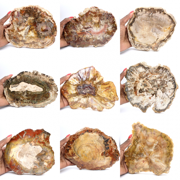 Große Scheibe versteinertes Holz – Majunga-Sammlung