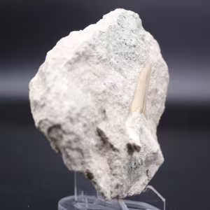 Otodus