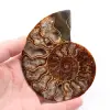 Ammonit fossil - 0
