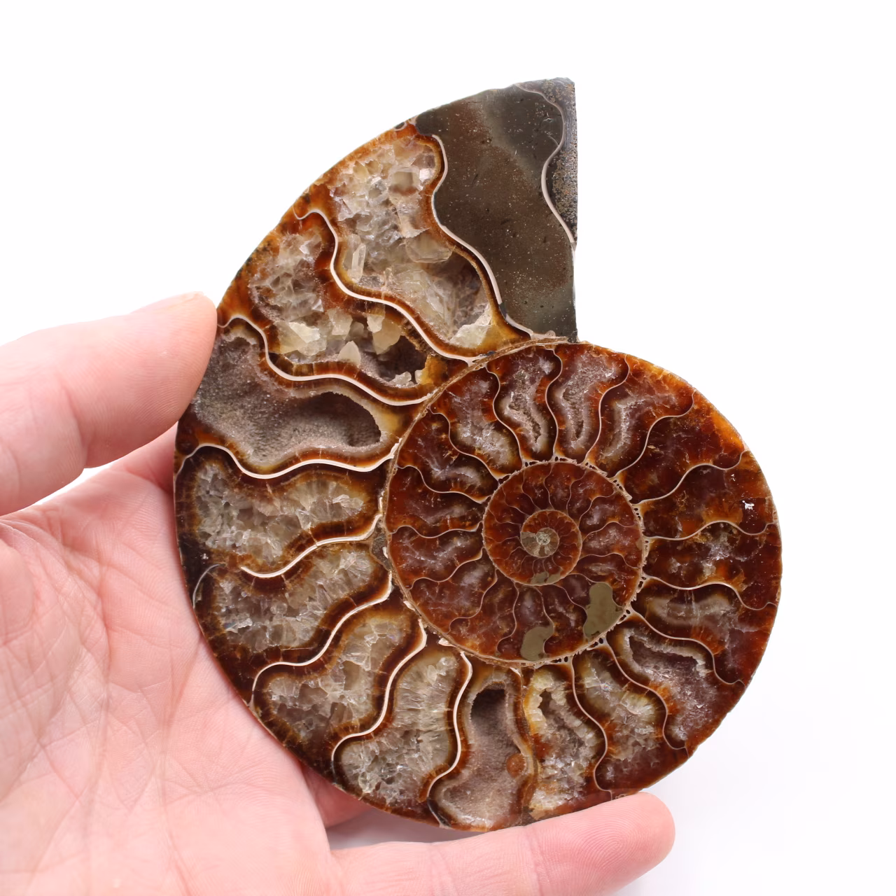 Ammonit fossil