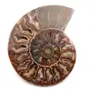 Ammonit fossil - 0