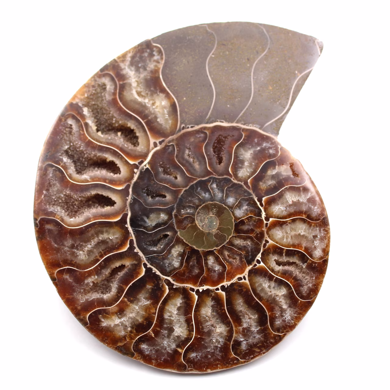 Ammonit fossil
