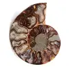 Ammonit fossil - 0