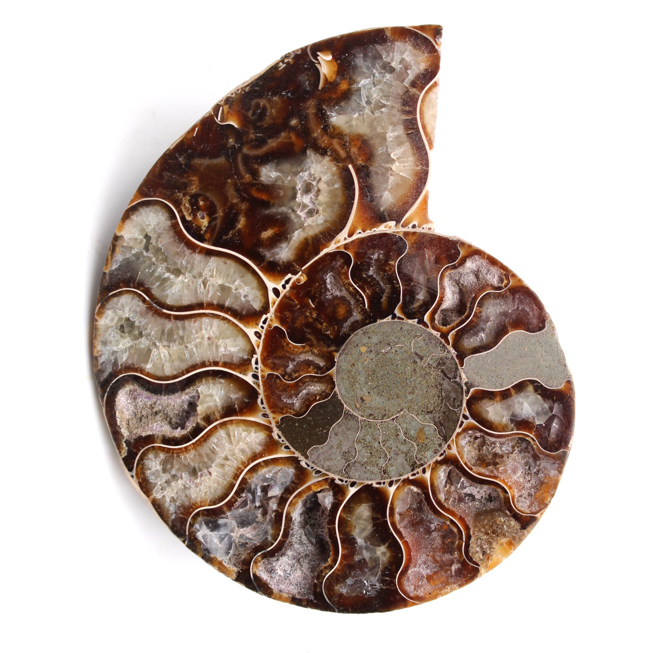 Ammonit fossil