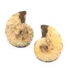 Ammonit fossil Doppelschnitt und poliert - 0