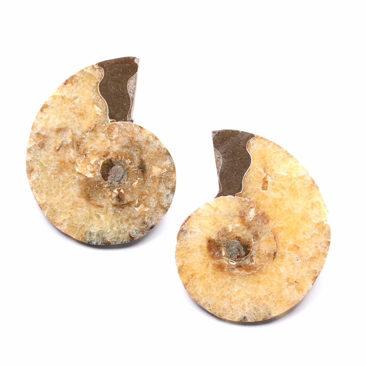 Ammonit fossil Doppelschnitt und poliert