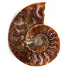 Ammonit fossil - 0