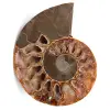 Ammonit fossil - 0