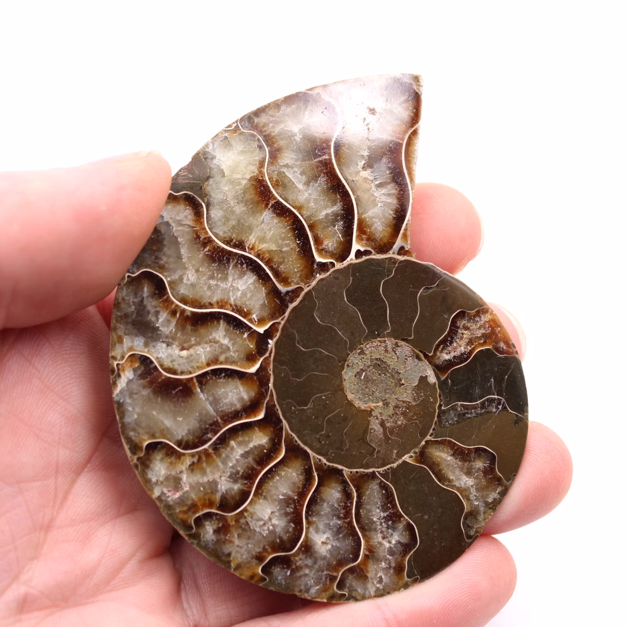 Ammonit fossil