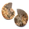 Ammonit fossil Doppelschnitt und poliert - 0