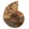 Ammonit fossil - 0
