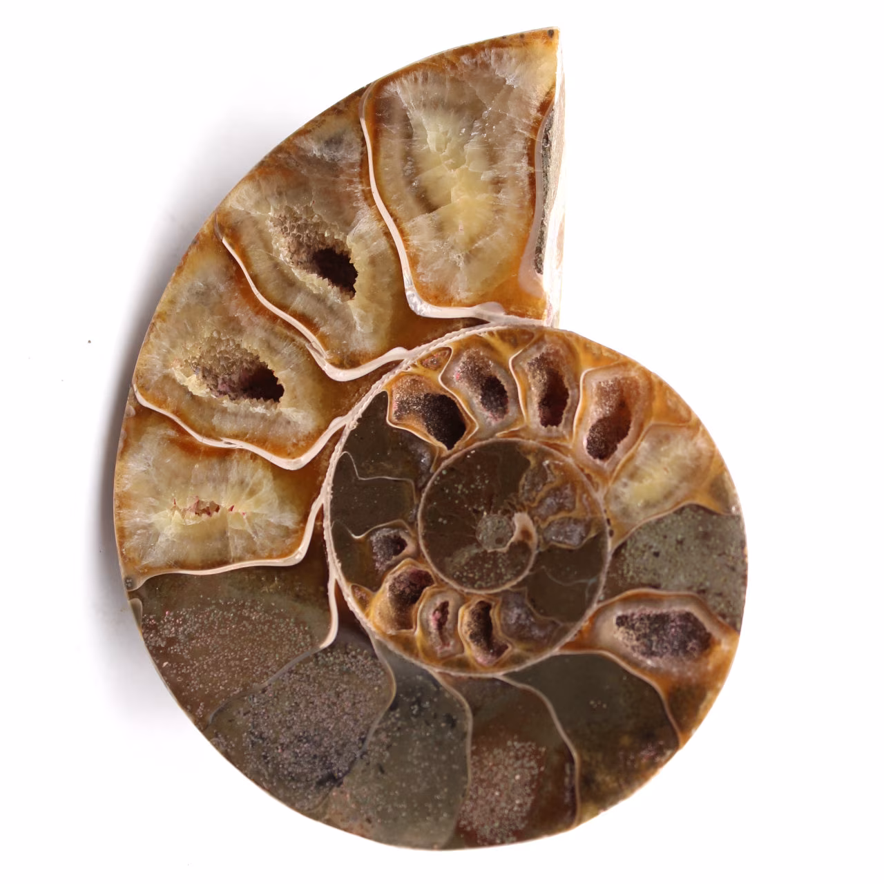 Ammonit fossil