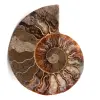 Ammonit fossil - 0