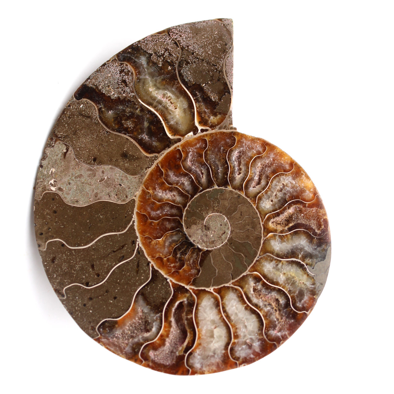 Ammonit fossil