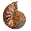 Poliertes und gesägtes Ammonitenfossil - 0