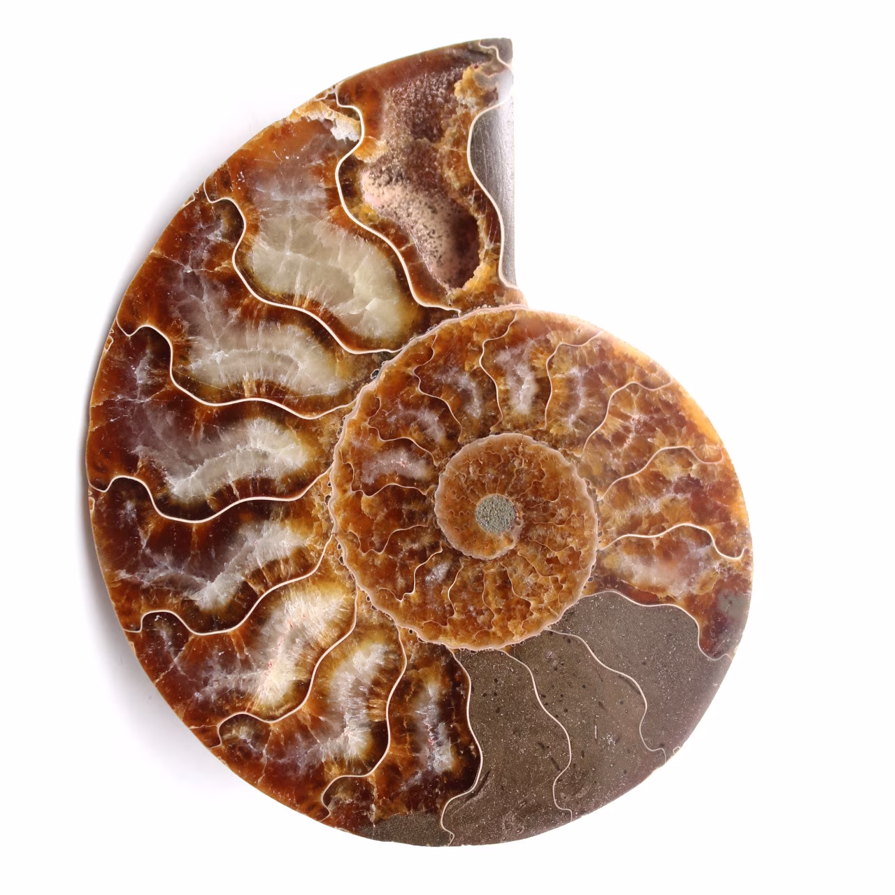 Poliertes und gesägtes Ammonitenfossil