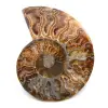 Poliertes und gesägtes Ammonitenfossil - 0