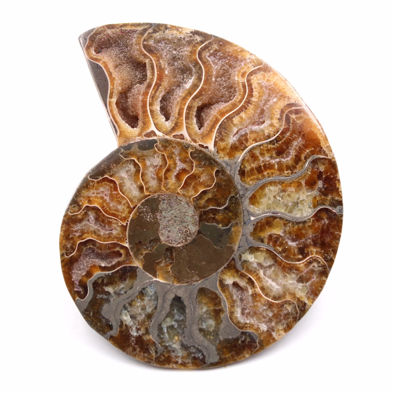 Poliertes und gesägtes Ammonitenfossil