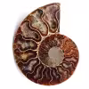 Fossile d'ammonite polie et sciée