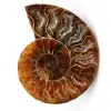 Poliertes und gesägtes Ammonitenfossil - 0