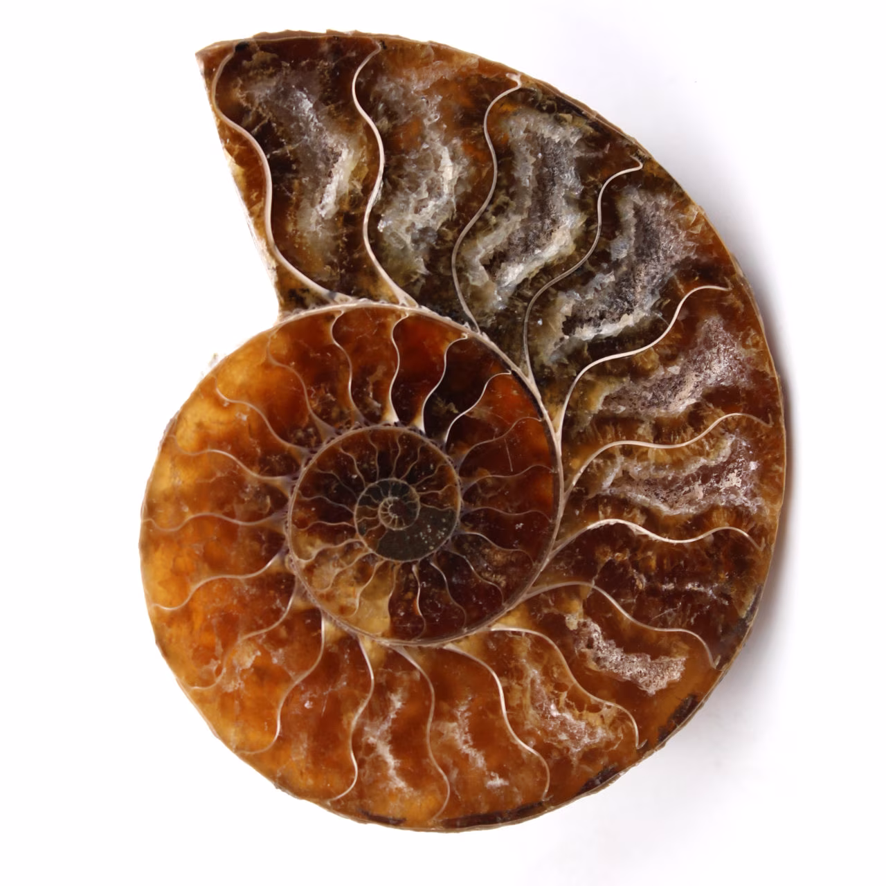Poliertes und gesägtes Ammonitenfossil