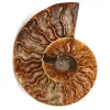 Poliertes und gesägtes Ammonitenfossil - 0