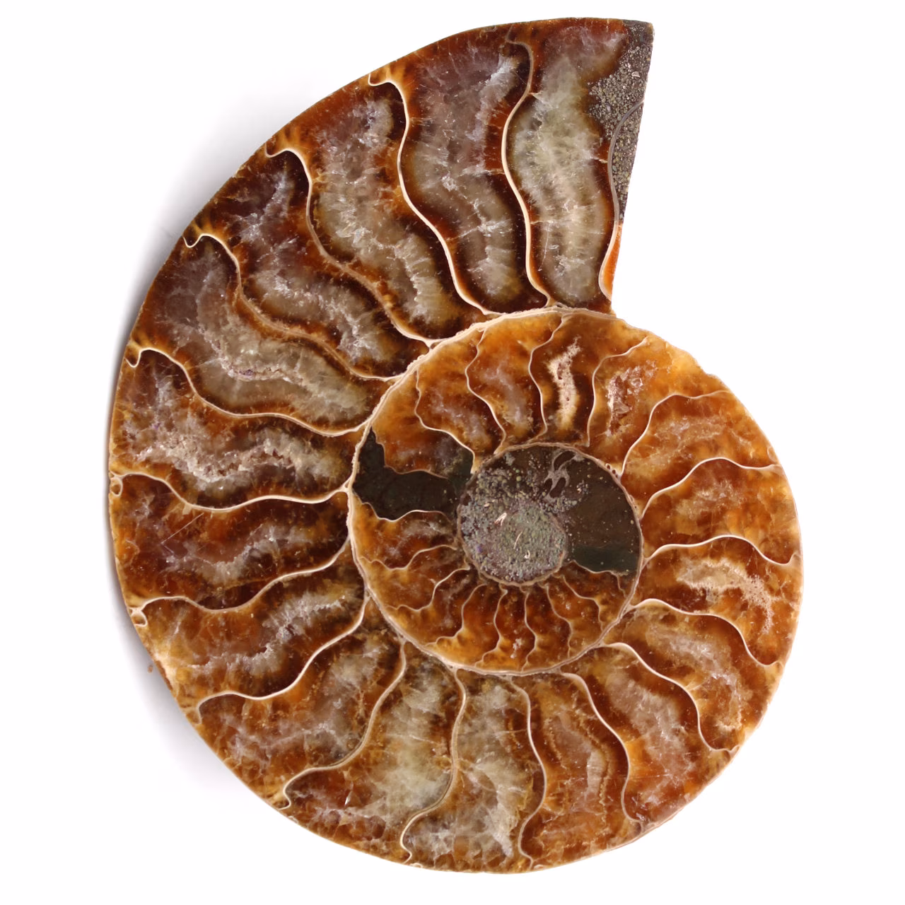 Poliertes und gesägtes Ammonitenfossil