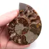 Poliertes und gesägtes Ammonitenfossil - 0