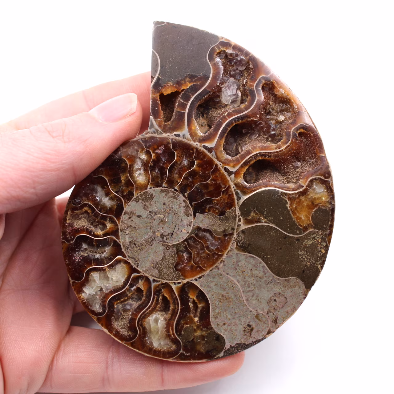 Poliertes und gesägtes Ammonitenfossil