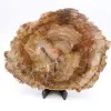 Scheibe fossiles Holz - 0