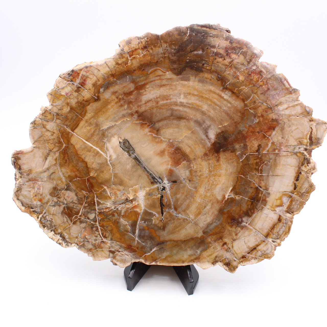Scheibe fossiles Holz