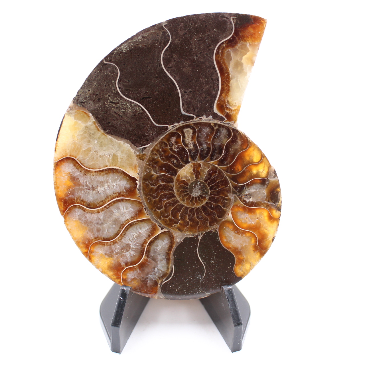 Poliertes Ammonitenfossil