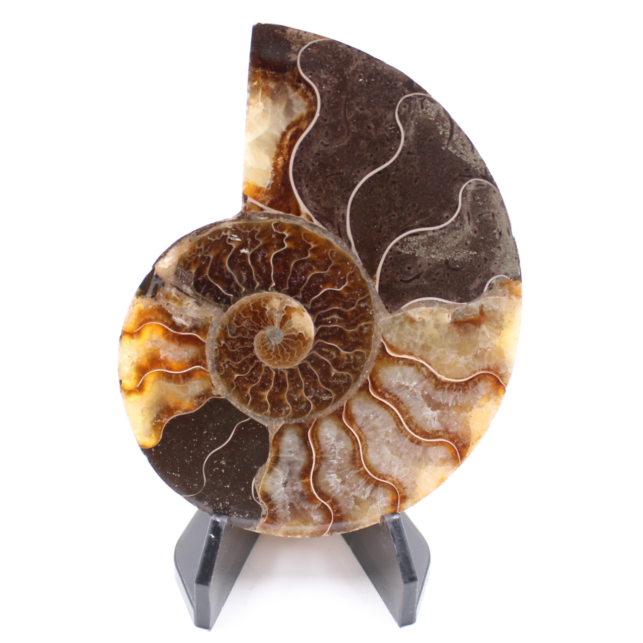 Poliertes Ammonitenfossil