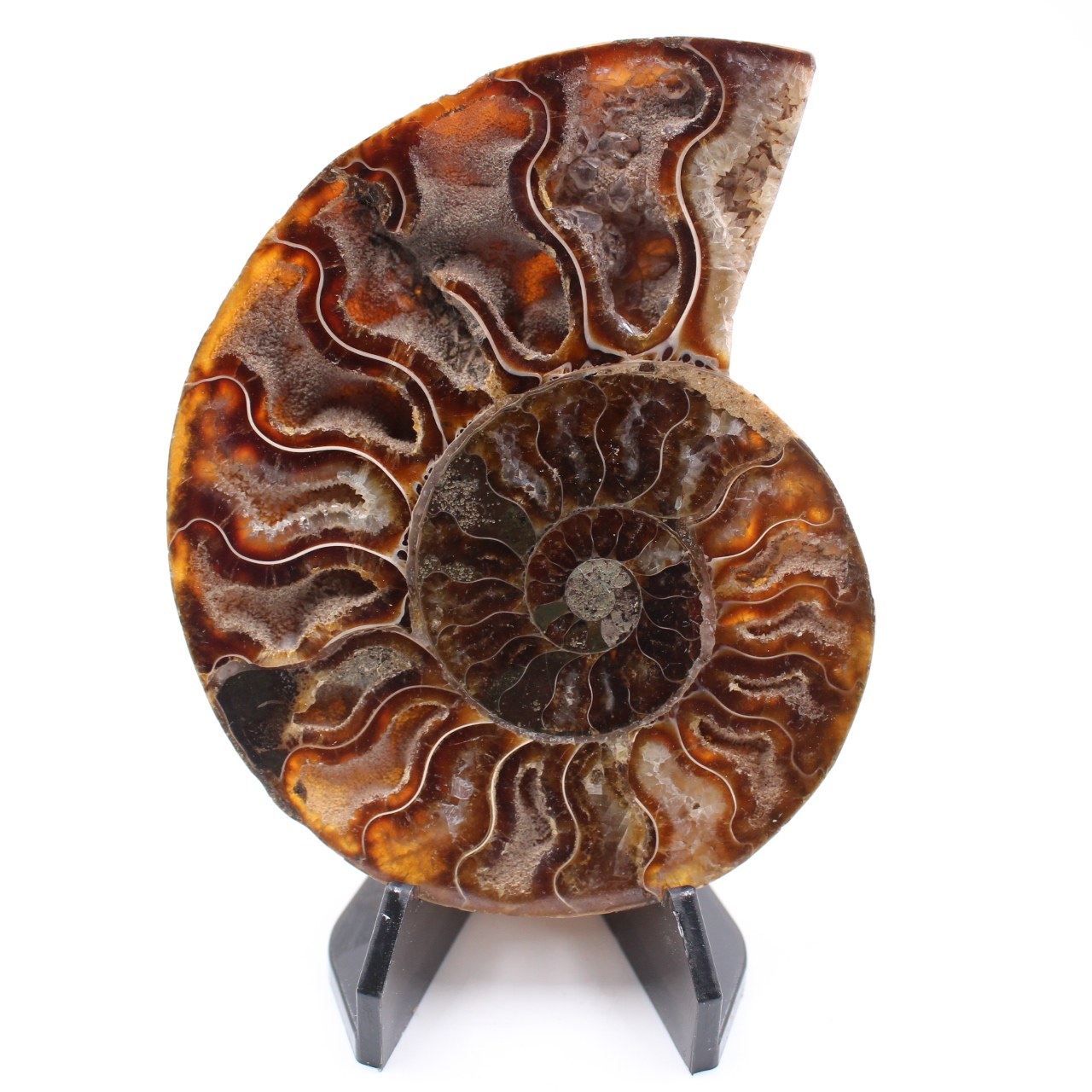 Poliertes Ammonitenfossil