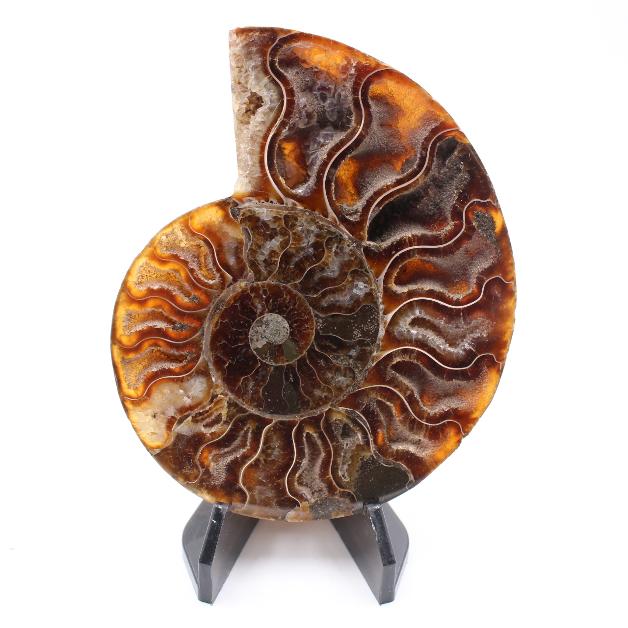 Poliertes Ammonitenfossil