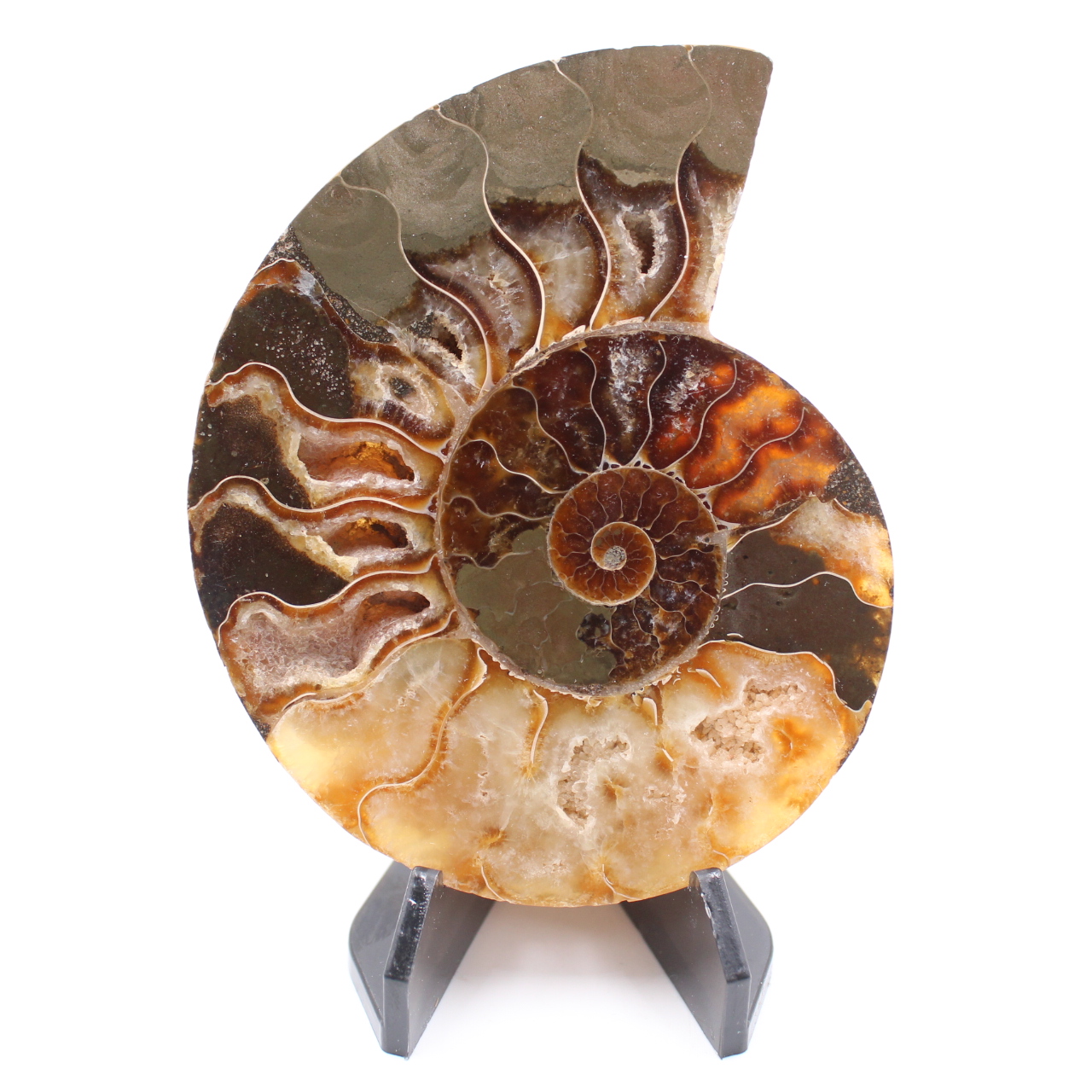 Poliertes Ammonitenfossil