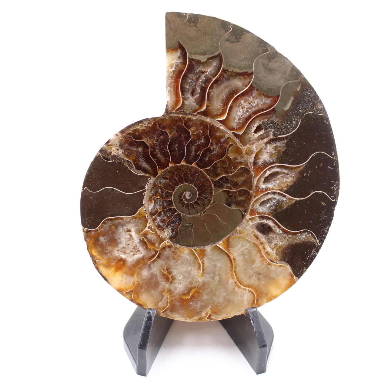 Poliertes Ammonitenfossil