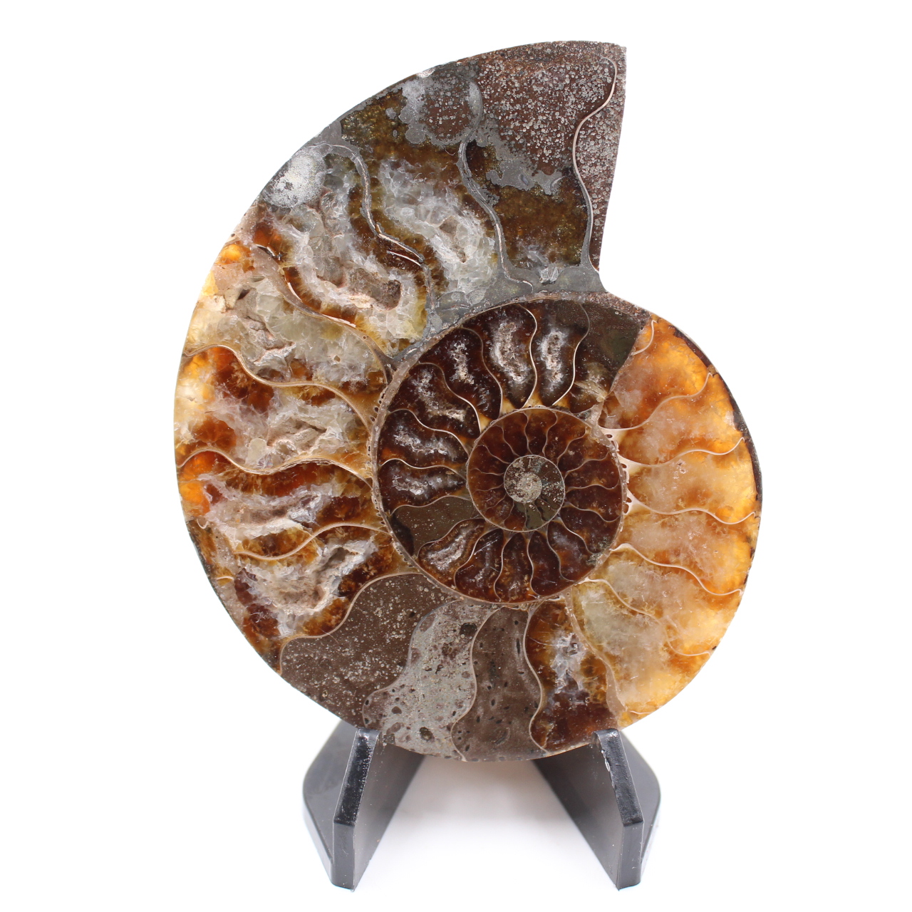 Poliertes Ammonitenfossil