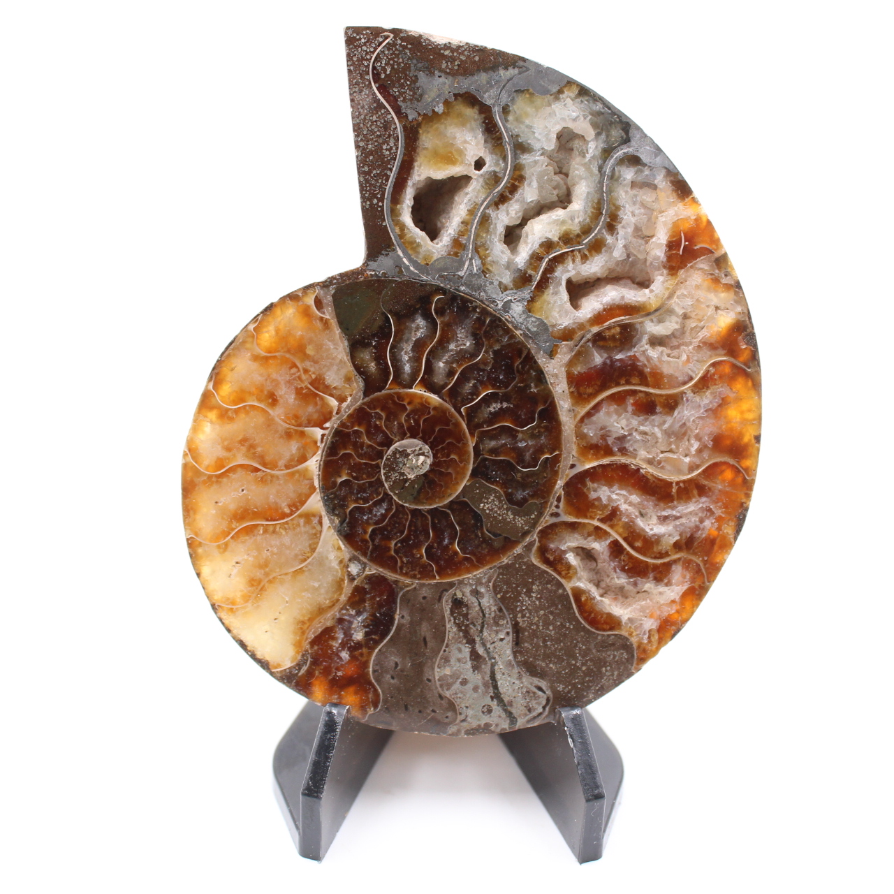 Poliertes Ammonitenfossil