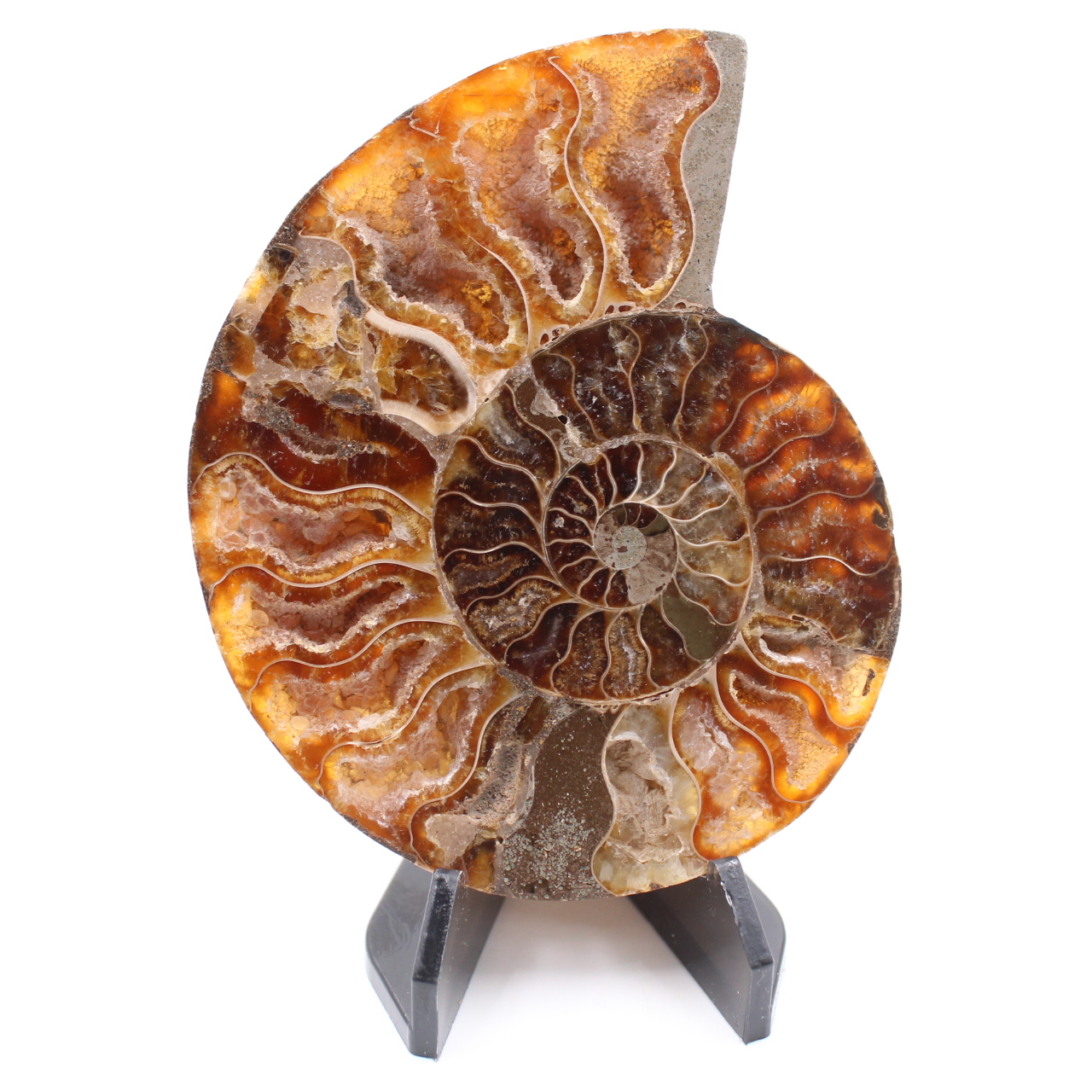 Poliertes Ammonitenfossil