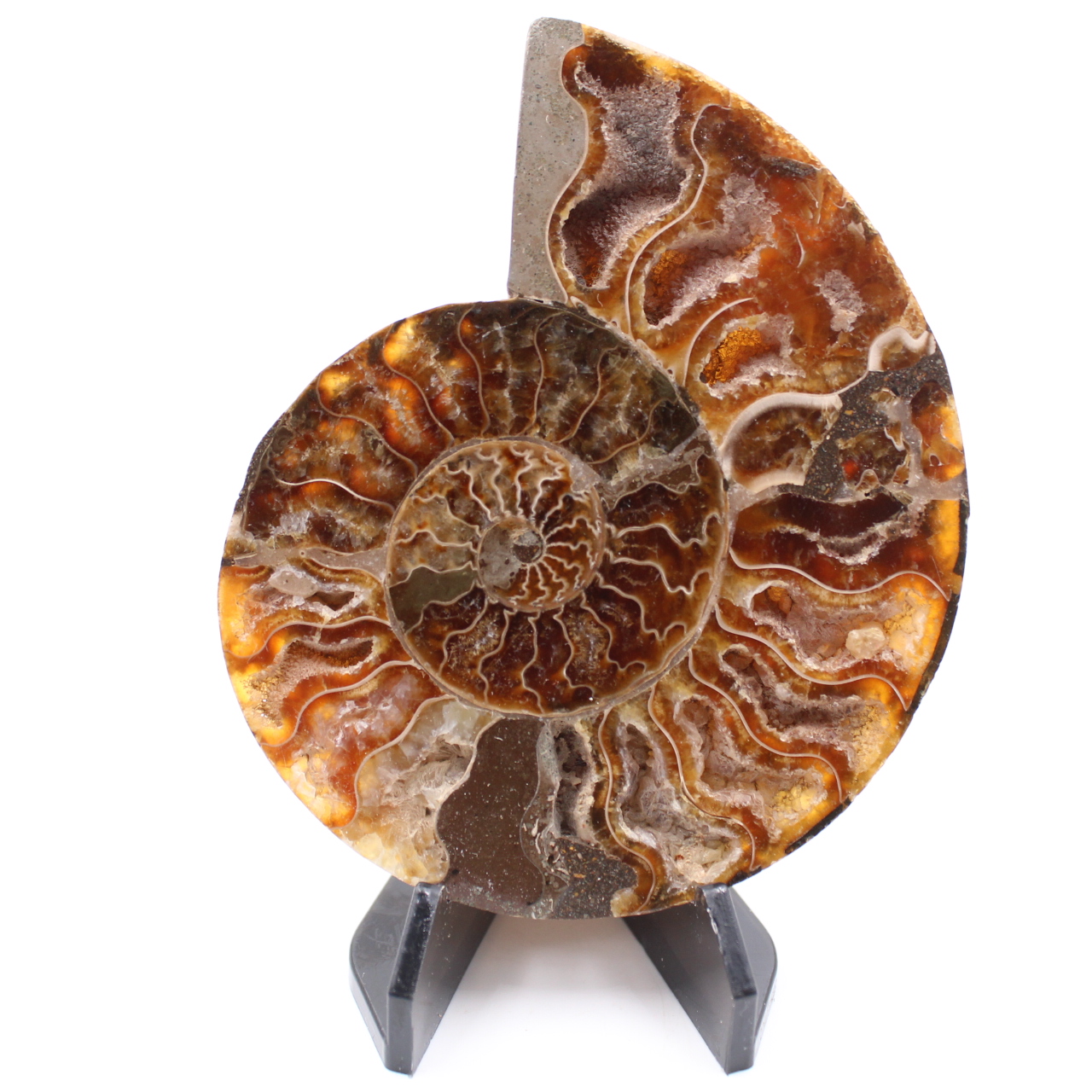 Poliertes Ammonitenfossil