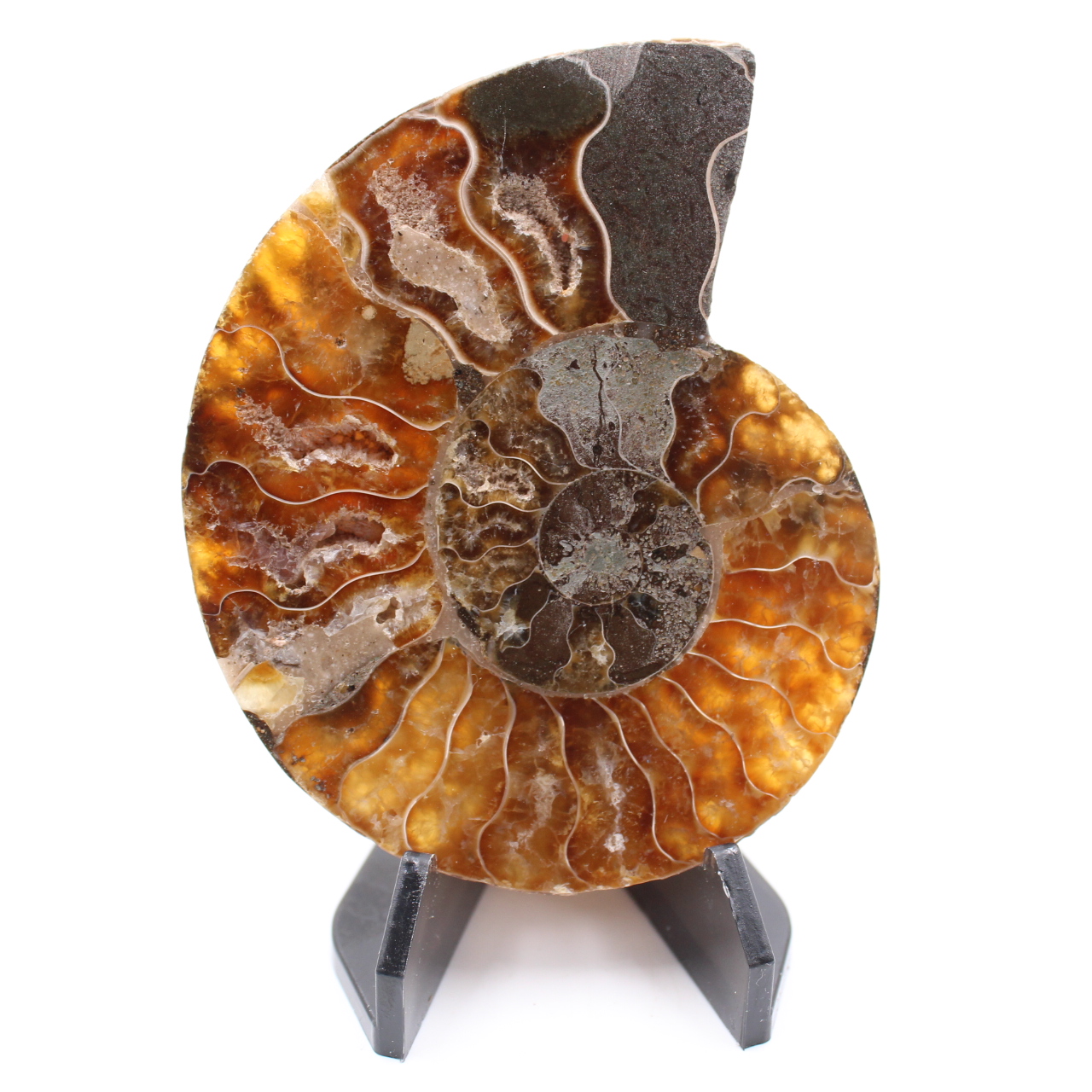 Poliertes Ammonitenfossil