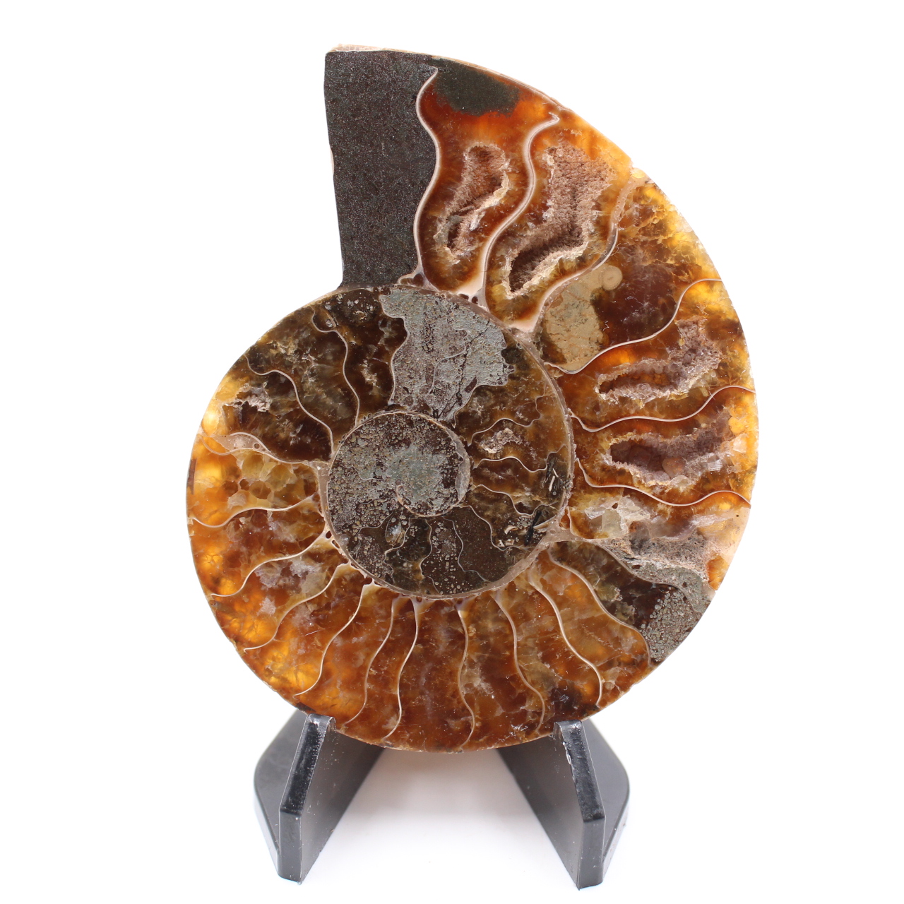 Poliertes Ammonitenfossil
