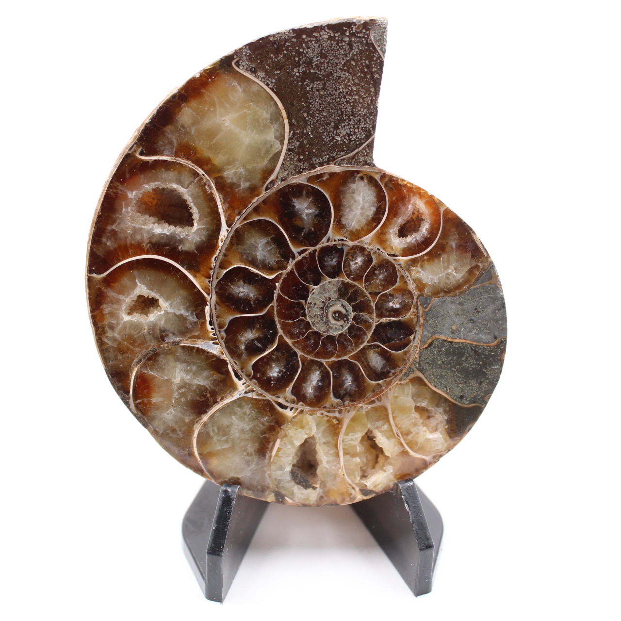 Poliertes Ammonitenfossil