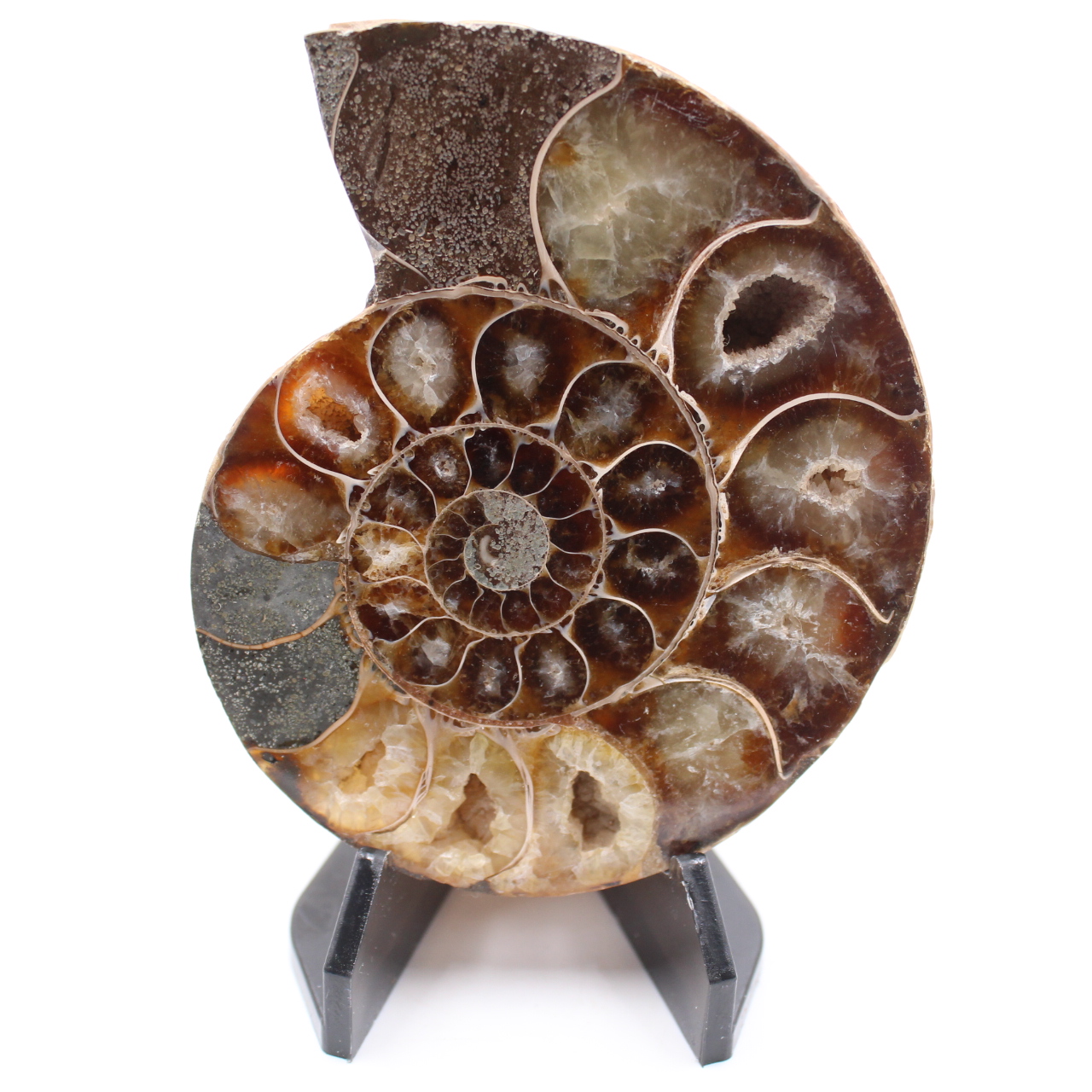 Poliertes Ammonitenfossil