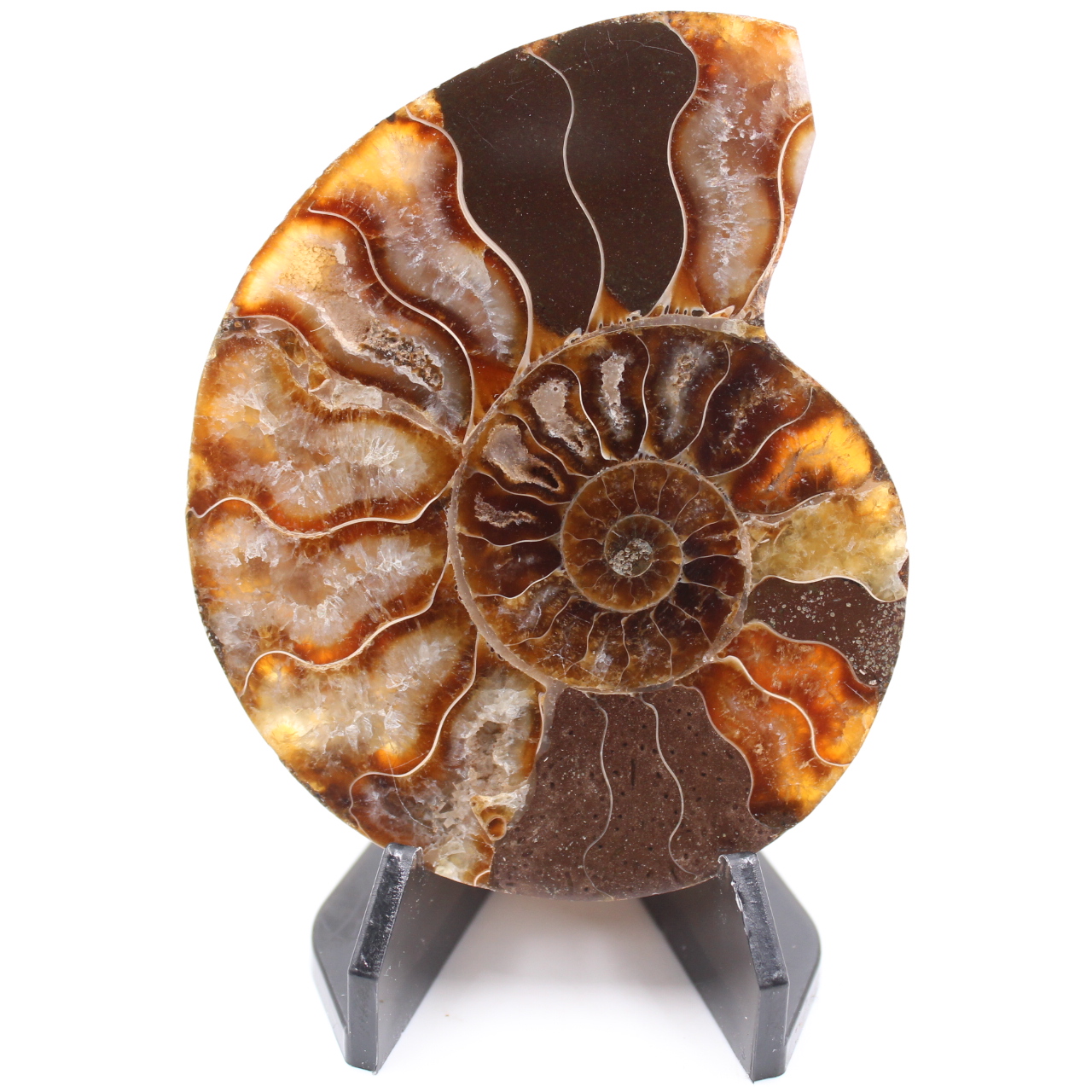 Poliertes Ammonitenfossil