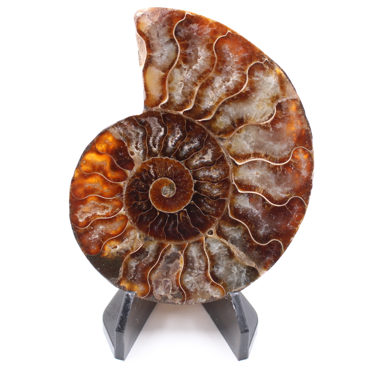 Poliertes Ammonitenfossil