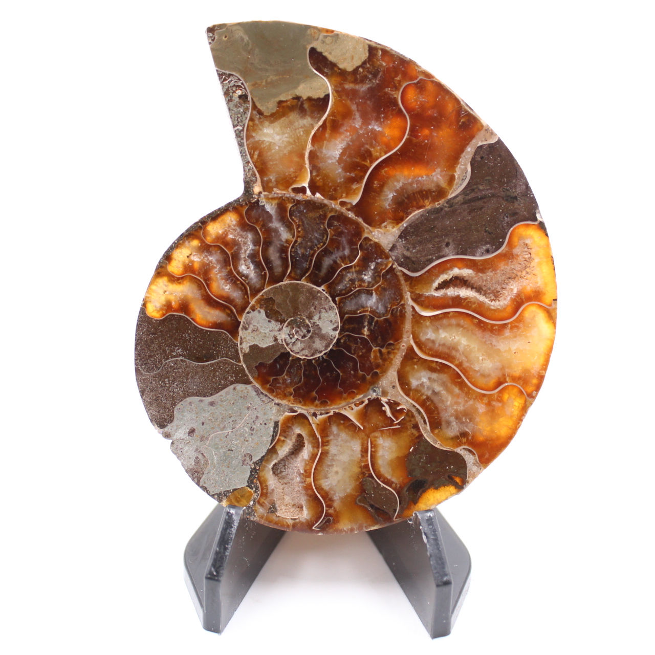 Poliertes Ammonitenfossil