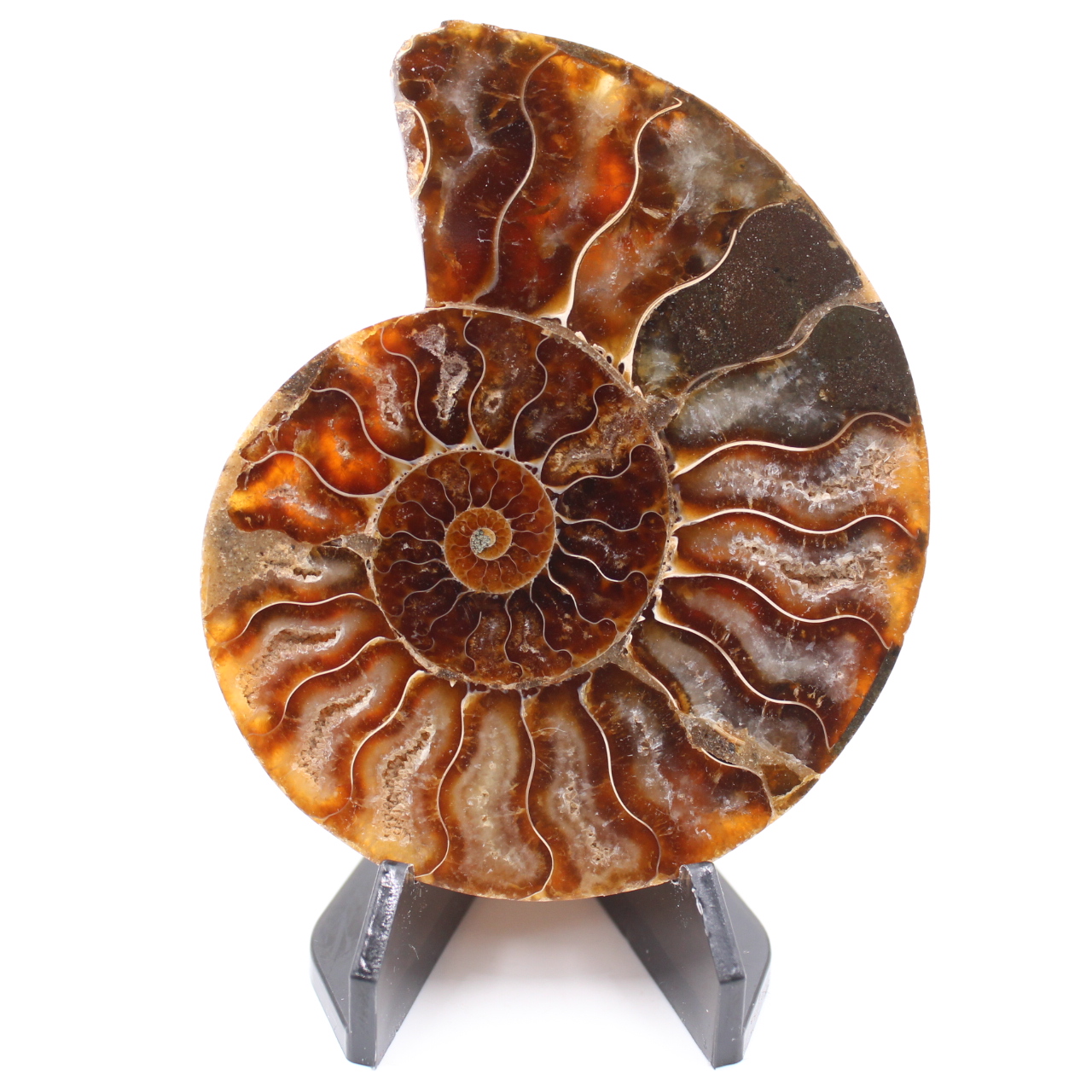 Poliertes Ammonitenfossil