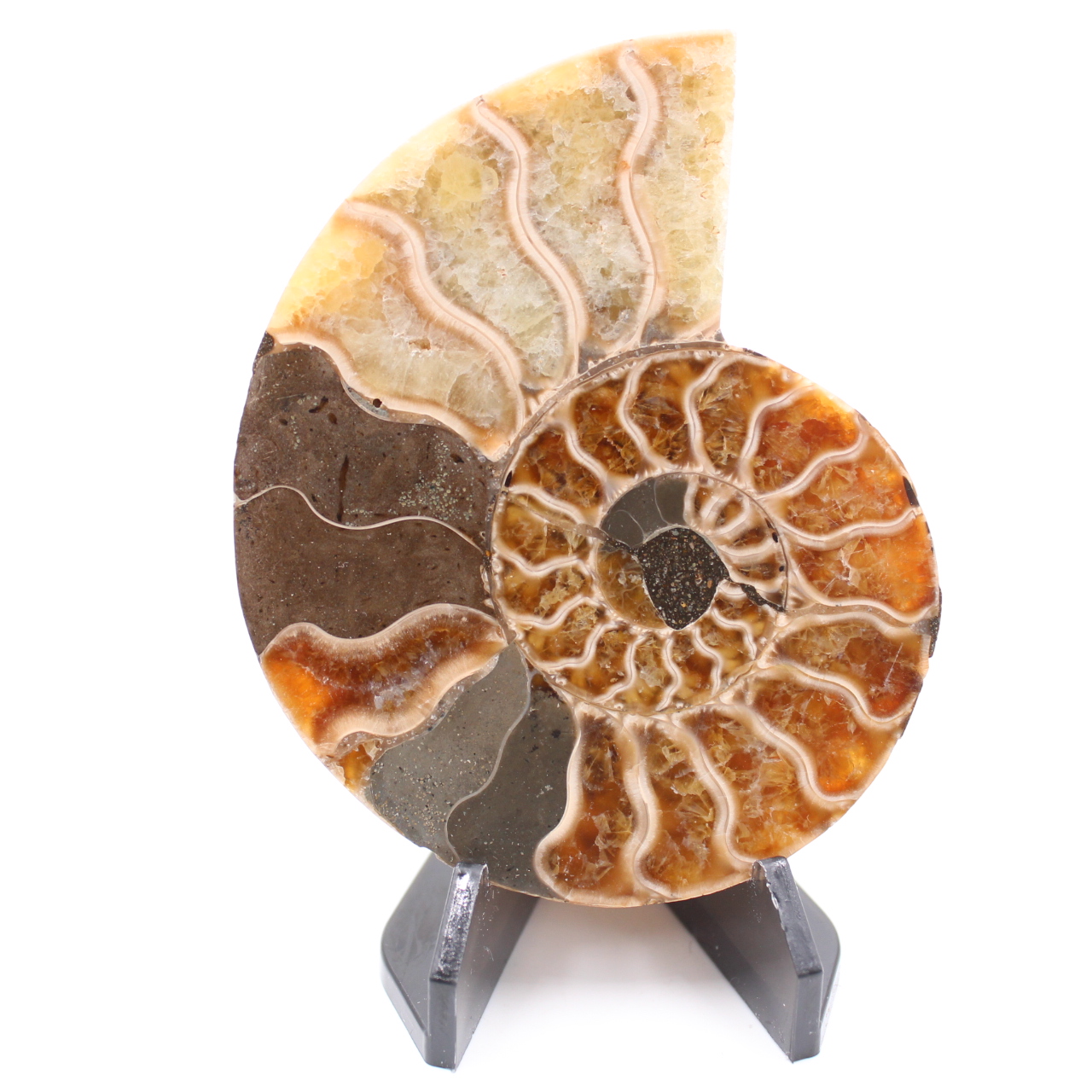 Poliertes Ammonitenfossil